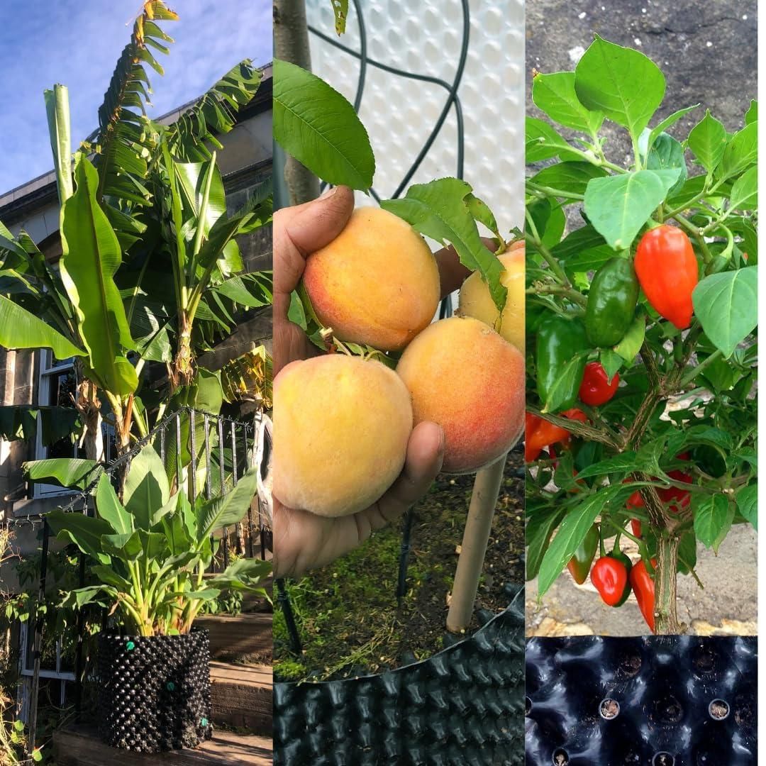 Air Pots/Air Pruning Grow Bags For Gardening (Large 12*15 Inch)