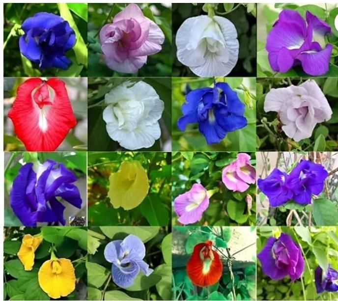 Aparjita Seeds Mixed Hybrid Colors (Pack of 1)