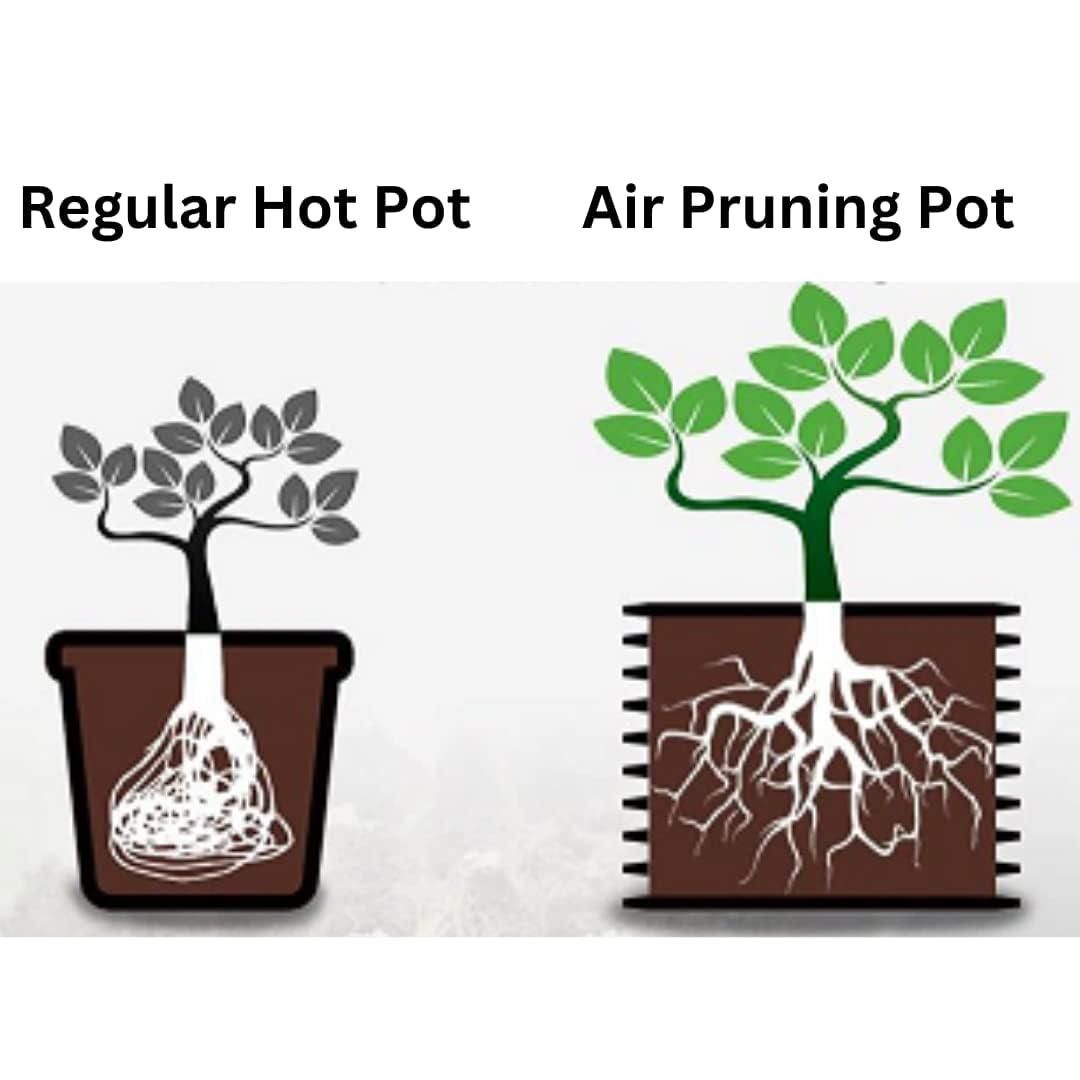 Air Pots/Air Pruning Grow Bags For Gardening (Large 12*15 Inch)